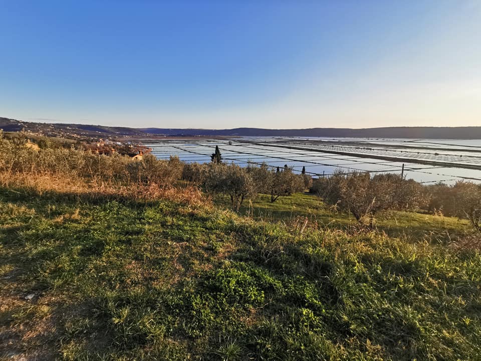 Piran Parks nature reserves: Piran – the Tartin town, Portorož - the flower town, Sečovlje salt pans, Malija – Istrian village, Šared