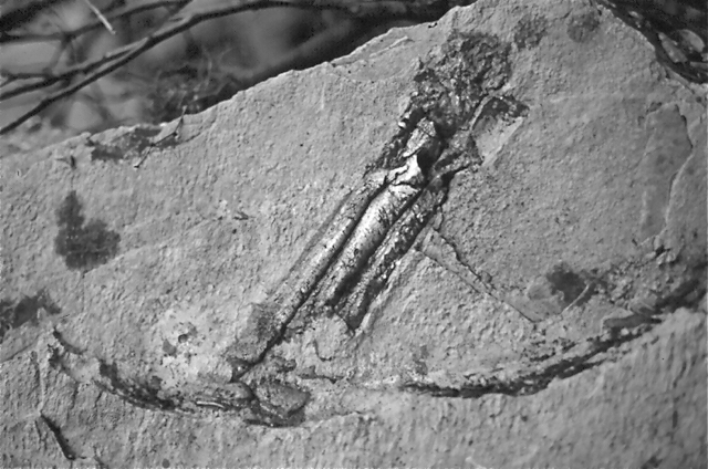 Dinosaur Antonio - Trieste, Antonio Dinosaur Paleontological Site, Località Villaggio del pescatore, Duino