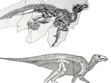 Dinosaur Antonio - Trieste, Antonio Dinosaur Paleontological Site, Località Villaggio del pescatore, Duino